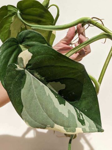 RARE Chiapense Albo Variegata Arrowhead Plant (Excellent Variegation XL Top Cut)