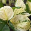 NEW! Excellent Variegation, Japan Global White Pothos (RARE)