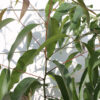 Eucalyptus Lemon Zest Tree (eucalyptus citriodora)