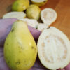Mexican Cream Guava Tree (psidium guajava)