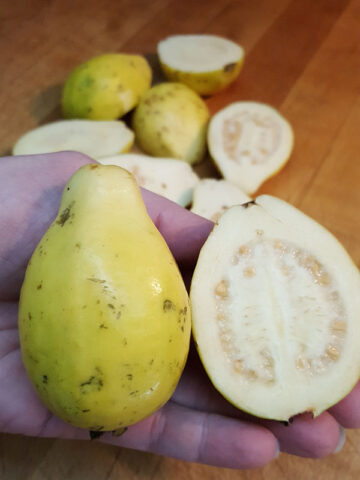 Mexican Cream Guava Tree (psidium guajava)