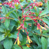 Southern Firebush Plant (hamelia patens)