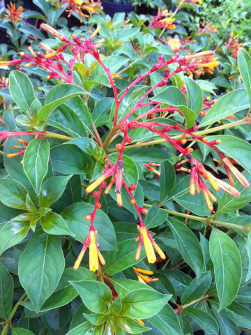 Southern Firebush Plant (hamelia patens)