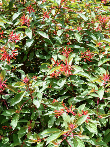 Alternative view of Southern Firebush Plant (hamelia patens)