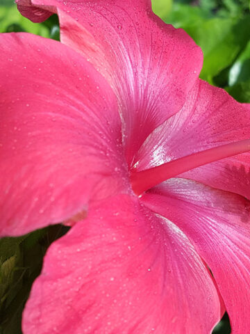 Alternative view of Lg. Hibiscus Brilliant Red Bush (h.rosa-sinensis)