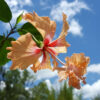 Lg. Peach Poodle Hibiscus El Capitolio (h.rosa-sinensis)