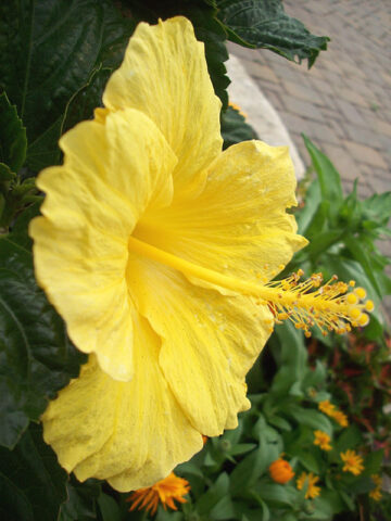 Alternative view of Lg. Hibiscus Fort Myers Yellow Bush (h.rosa-sinensis)