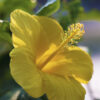 Lg. Hibiscus Fort Myers Yellow Bush (h.rosa-sinensis)