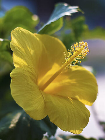 Lg. Hibiscus Fort Myers Yellow Bush (h.rosa-sinensis)