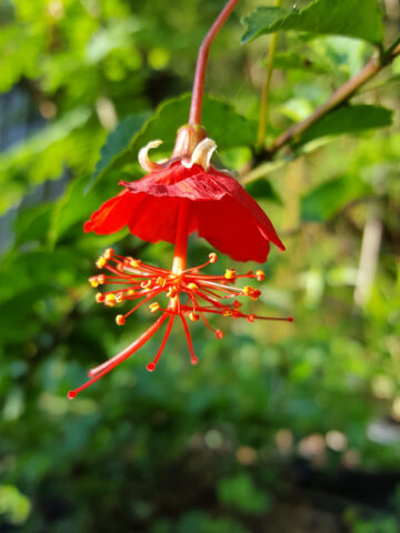 Alternative view of Lg. Chinese Lantern Hibiscus (hibiscus grandidieri)