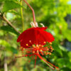 Lg. Chinese Lantern Hibiscus (hibiscus grandidieri)