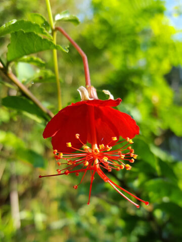 Lg. Chinese Lantern Hibiscus (hibiscus grandidieri)