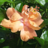Lg. Hibiscus Joanne Double Orange Bush (h.rosa-sinensis)