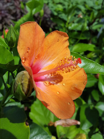 Alternative view of Lg. Hibiscus Orange Lagas Bush (h.rosa-sinensis)