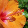 Lg. Hibiscus Orange Lagas Bush (h.rosa-sinensis)