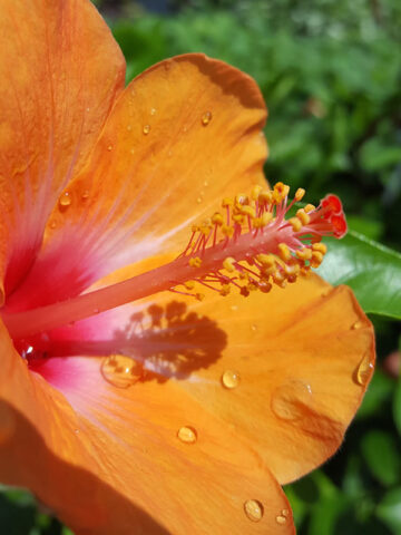 Lg. Hibiscus Orange Lagas Bush (h.rosa-sinensis)