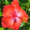 Lg. Hibiscus President Red Bush (h.rosa-sinensis)