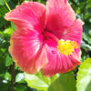 Lg. Hibiscus Red/Yellow Bush (h.rosa-sinensis)
