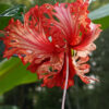 Lg. Coral Fringed Pendant Hibiscus Bush (h.rosa-schizopetalus)