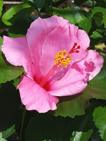 Lg. Hibiscus Seminole Bush (h.rosa-sinensis)