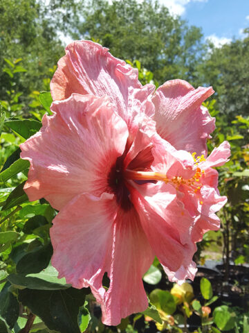 Alternative view of Lg. Hibiscus Giant Pink Poodle (h.rosa-sinensis)
