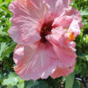 Lg. Hibiscus Giant Pink Poodle (h.rosa-sinensis)
