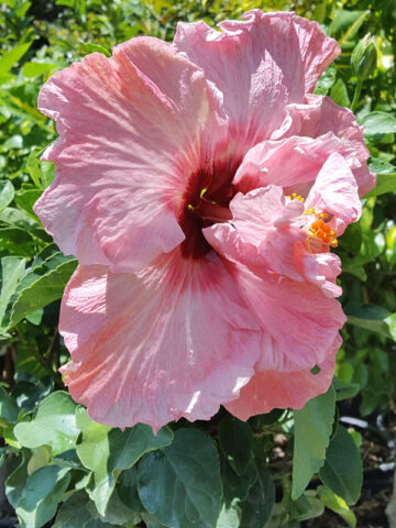 Lg. Hibiscus Giant Pink Poodle (h.rosa-sinensis)