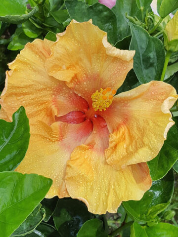 Alternative view of Lg. Hibiscus Sunshine (h.rosa-sinensis)
