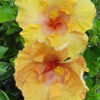Lg. Hibiscus Sunshine (h.rosa-sinensis)