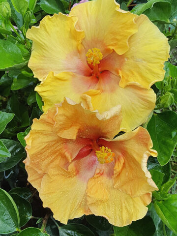 Lg. Hibiscus Sunshine (h.rosa-sinensis)