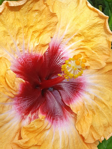 Alternative view of Lg. Hibiscus Sunset (h.rosa-sinensis)