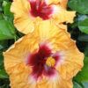 Lg. Hibiscus Sunset (h.rosa-sinensis)