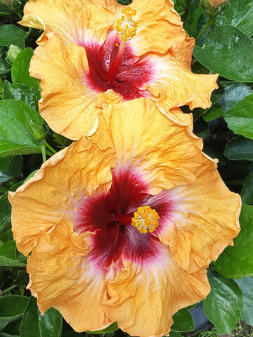 Lg. Hibiscus Sunset (h.rosa-sinensis)