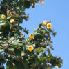 Lg. Huge Tropical Beach Hibiscus Shrub (tiliaceus mahoe)