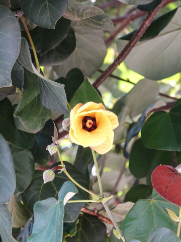 Alternative view of Lg. Huge Tropical Beach Hibiscus Shrub (tiliaceus mahoe)