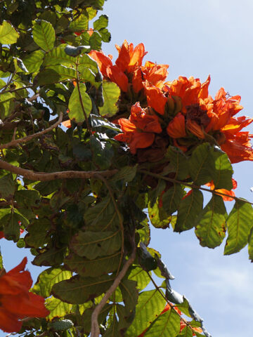 Alternative view of African Tulip Tree (spathodea campanulata)