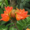 African Tulip Tree (spathodea campanulata)