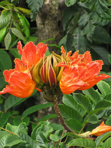 African Tulip Tree (spathodea campanulata)