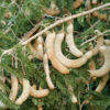 Sweet Tamarind Tree (tamarindus indica)