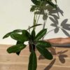 Anthurium Croatiana Ecuador Plant in 4" Round Pot (Actual Plant)