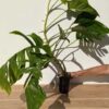 XL Epipremnum Pinnatum Kujang Gold Flame (Mild Variegation Mature Actual Plant First Pics)