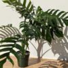 XXL Epipremnum Pinnatum Plant (Actual Plant First Pics)