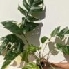 HUGE Epipremnum Pinnatum Albo Variegata (Actual Plant First Pics)