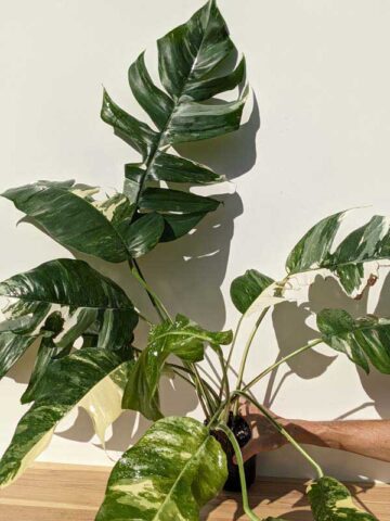 HUGE Epipremnum Pinnatum Albo Variegata (Actual Plant First Pics)