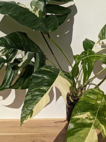 Alternative view of HUGE Epipremnum Pinnatum Albo Variegata (Actual Plant First Pics)
