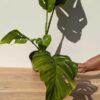 XL Prmium Large Specimen – Monstera Lechleriana Giant (Actual Plant First Pics)