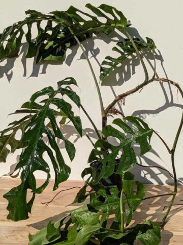 Alternative view of Very Rare, HUGE Monstera Punctulata in 6" Round (Actual Plant First Pics)