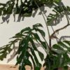 Very Rare, HUGE Monstera Punctulata in 6" Round (Actual Plant First Pics)