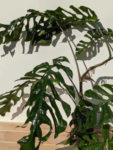 Very Rare, HUGE Monstera Punctulata in 6" Round (Actual Plant First Pics)