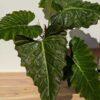 Lg A+ Philodendron Corsinianum Giant (Excellent Variegation, Actual Plant First Pics)